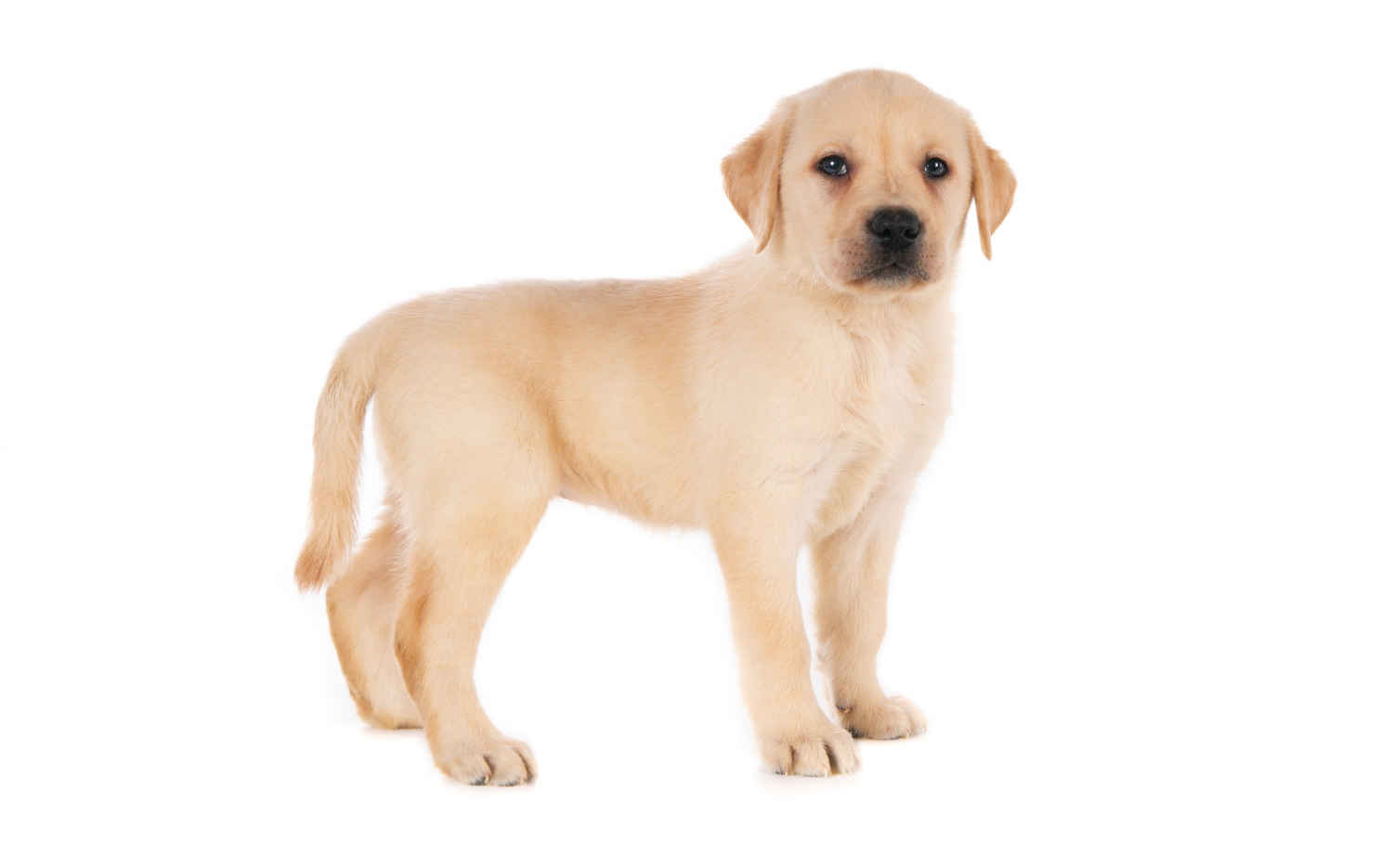 Top 5 Health Benefits of Regular Grooming for Your Labrador Retriever